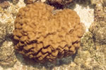 Coral cérebro nas piscinas de Boipeba